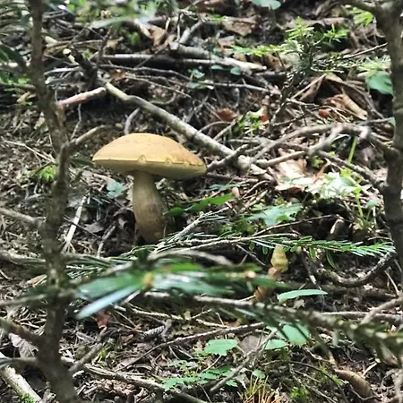 Appartement Casa Dolce